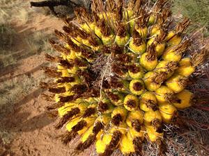 Close up of the characteristic fruit of the fishhook barrel cactus