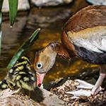 Whistling duck and duckling